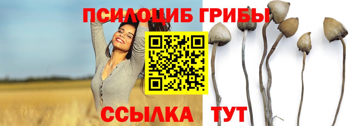 Псилоцибиновые грибы Psilocybine cubensis Крымск